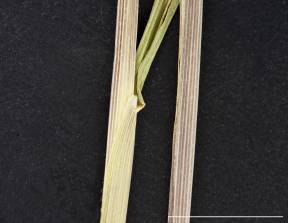 Petite image rapproché des traits de caractéristiques de la plante: Léersie faux-riz