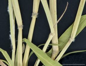 Petite image rapproché des traits de caractéristiques de la plante: Léersie faux-riz