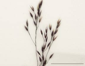 Petite image rapproché des traits de caractéristiques de la plante: Agrostide scabre