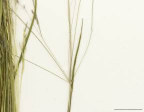 Petite image rapproché des traits de caractéristiques de la plante: Agrostide scabre