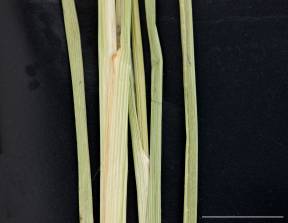 Petite image rapproché des traits de caractéristiques de la plante: Carex oligosperme