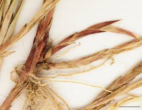 Petite image rapproché des traits de caractéristiques de la plante: Carex oligosperme