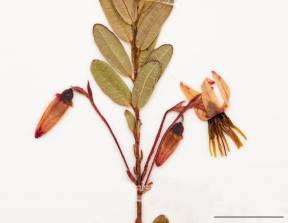 Petite image rapproché des traits de caractéristiques de la plante: Canneberge à gros fruits