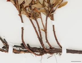 Petite image rapproché des traits de caractéristiques de la plante: Bleuet à feuilles étroites