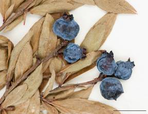 Petite image rapproché des traits de caractéristiques de la plante: Bleuet à feuilles étroites