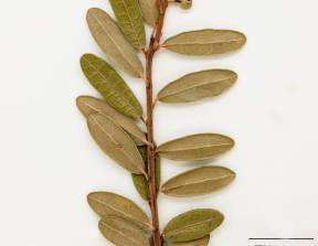 Petite image rapproché des traits de caractéristiques de la plante: Canneberge à gros fruits