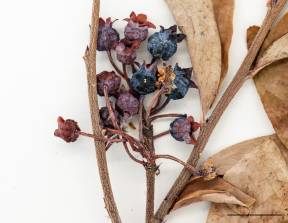 Petite image rapproché des traits de caractéristiques de la plante: Bleuet en corymbe