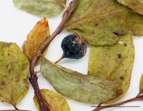 Petite image rapproché des traits de caractéristiques de la plante: Airelle à feuilles ovées