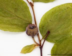 Petite image rapproché des traits de caractéristiques de la plante: Airelle à feuilles ovées