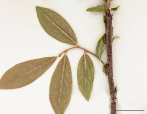 Petite image rapproché des traits de caractéristiques de la plante: Bleuet fausse-myrtille