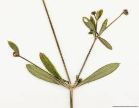 Petite image rapproché des traits de caractéristiques de la plante: Gaillet gratteron