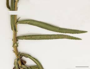 Petite image rapproché des traits de caractéristiques de la plante: Achillée ptarmique