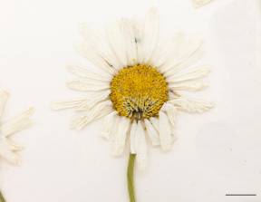 Petite image rapproché des traits de caractéristiques de la plante: Marguerite blanche