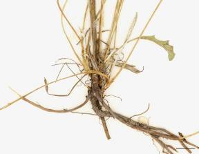 Petite image rapproché des traits de caractéristiques de la plante: Centaurée noire
