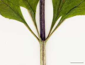 Petite image rapproché des traits de caractéristiques de la plante: Eupatoire maculée
