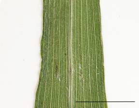 Petite image rapproché des traits de caractéristiques de la plante: Élyme du Canada