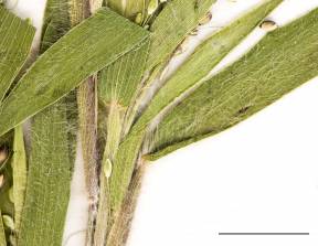 Petite image rapproché des traits de caractéristiques de la plante: Panic laineux