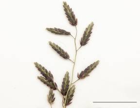 Petite image rapproché des traits de caractéristiques de la plante: Éragrostide pectinée