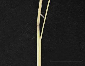 Petite image rapproché des traits de caractéristiques de la plante: Oryzopsis du Canada