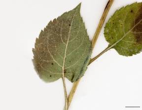 Petite image rapproché des traits de caractéristiques de la plante: Aster à grandes feuilles