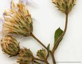 Petite image rapproché des traits de caractéristiques de la plante: Aster à grandes feuilles