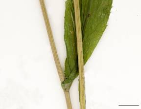 Petite image rapproché des traits de caractéristiques de la plante: Aster latériflore