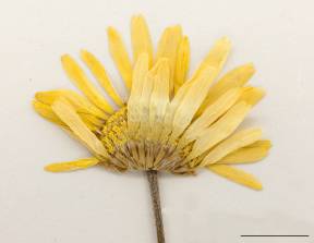 Petite image rapproché des traits de caractéristiques de la plante: Camomille jaune