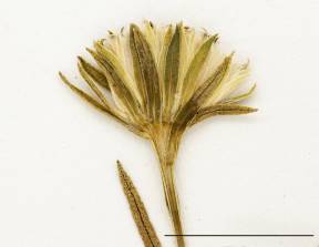 Petite image rapproché des traits de caractéristiques de la plante: Aster à rayons courts