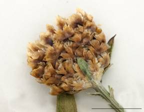 Petite image rapproché des traits de caractéristiques de la plante: Centaurée jacée