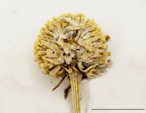 Petite image rapproché des traits de caractéristiques de la plante: Hélénie automnale
