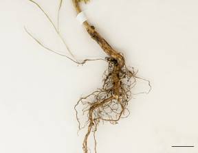 Petite image rapproché des traits de caractéristiques de la plante: Centaurée bleuet