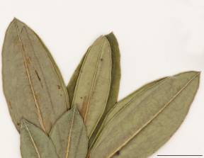 Petite image rapproché des traits de caractéristiques de la plante: Kalmia à feuilles étroites