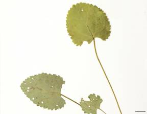 Petite image rapproché des traits de caractéristiques de la plante: Séneçon doré
