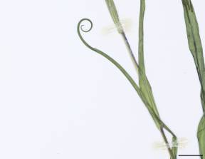 Petite image rapproché des traits de caractéristiques de la plante: Salsifis des prés