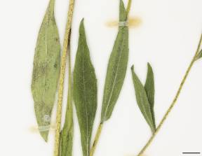 Petite image rapproché des traits de caractéristiques de la plante: Rudbeckie tardive
