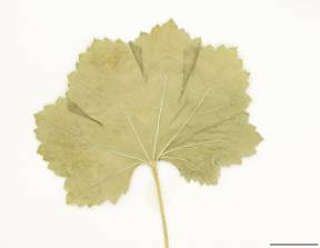 Petite image rapproché des traits de caractéristiques de la plante: Mauve à feuilles rondes
