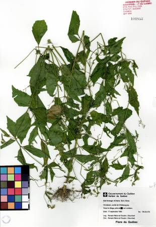 Galinsoga cilié - plante adulte