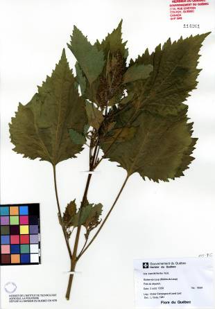 Ive à feuilles de lampourde - plante adulte