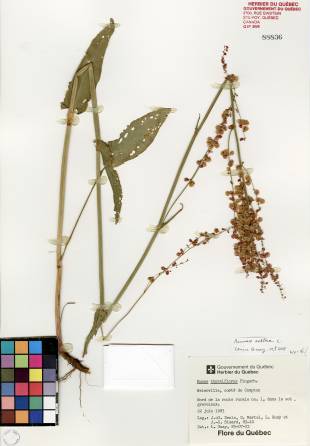 Oseille thyrsiflore - plante adulte