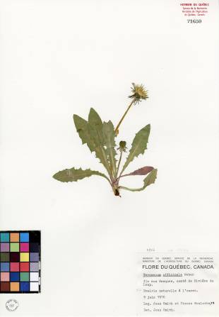 Pissenlit officinal - plante adulte