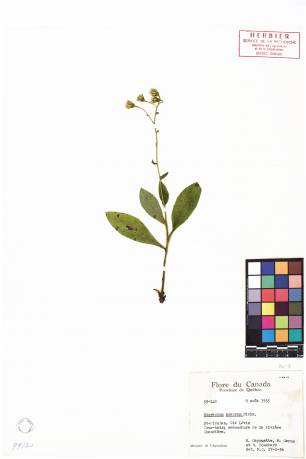 Épervière scabre - plante adulte