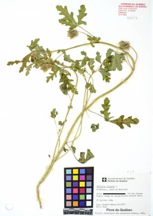 Ketmie trilobée - plante adulte
