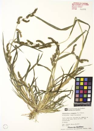 Échinochloa pied-de-coq - plante adulte