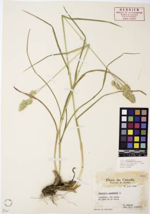 Dactyle pelotonné - plante adulte