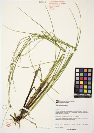 Carex oligosperme - plante adulte