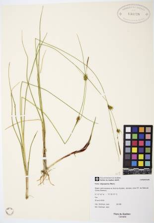 Carex oligosperme - plante adulte