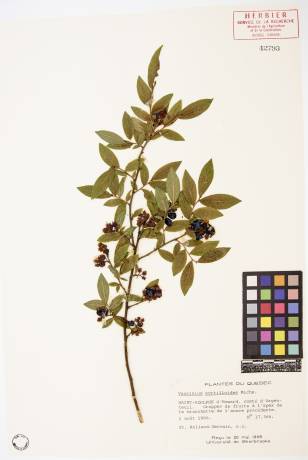 Bleuet fausse-myrtille - plante adulte