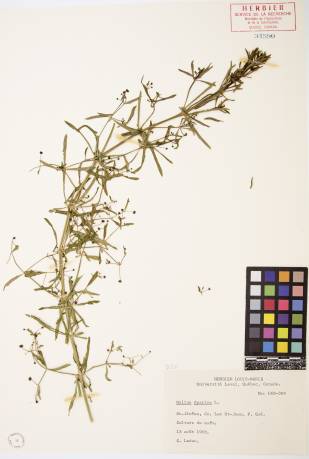 Gaillet gratteron - plante adulte