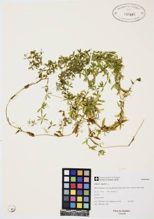 Gaillet gratteron - plante adulte