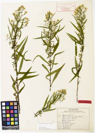 Aster lancéolé - plante adulte